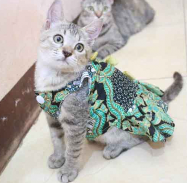 Baju kucing dengan motif alam semesta
